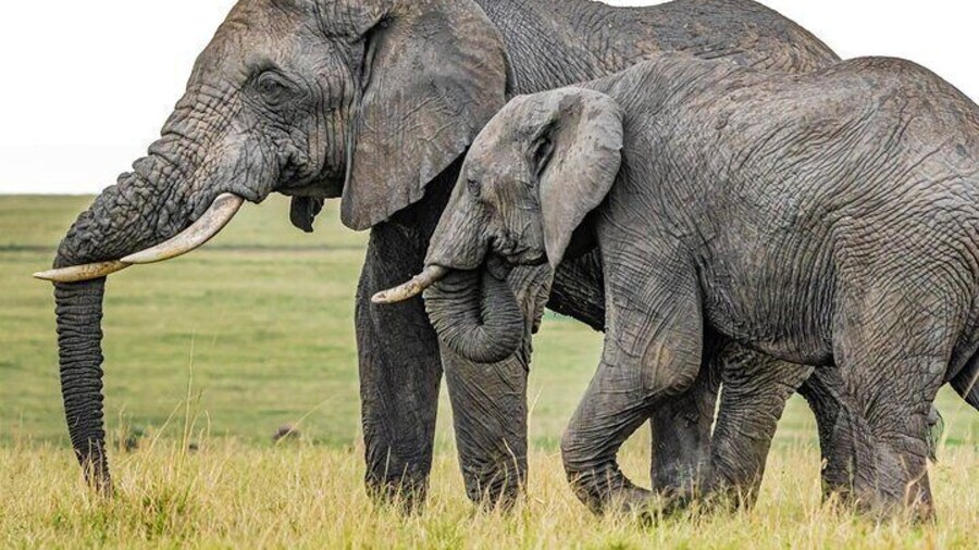 6 Days Group Multi Day Tour Masai Mara Lake Nakuru and Amboseli