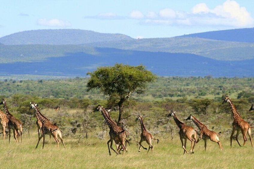 6 Days Group Multi Day Tour Masai Mara Lake Nakuru and Amboseli