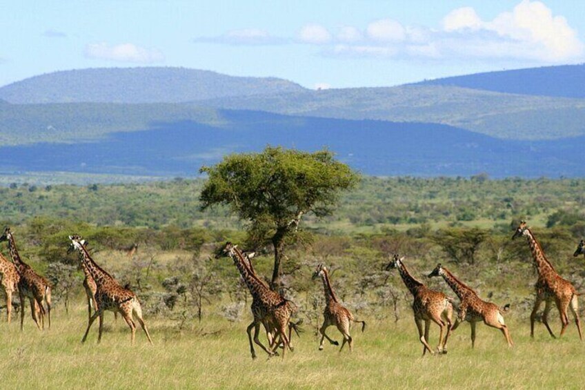 6 Days Group Multi Day Tour Masai Mara Lake Nakuru and Amboseli
