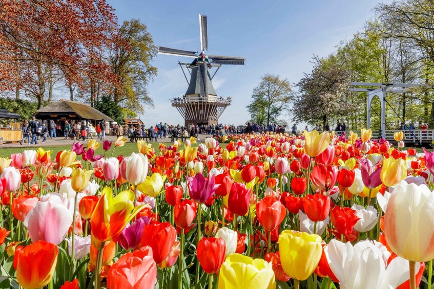 Brussel: Full-day Holland Guided Keukenhof & Windmills Tour