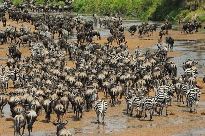 Groups of Zebras and buffaloes feeding 