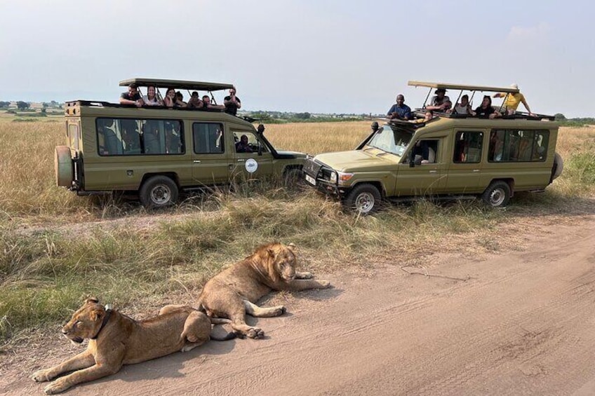 A Pair of Lions at Murchison Falls