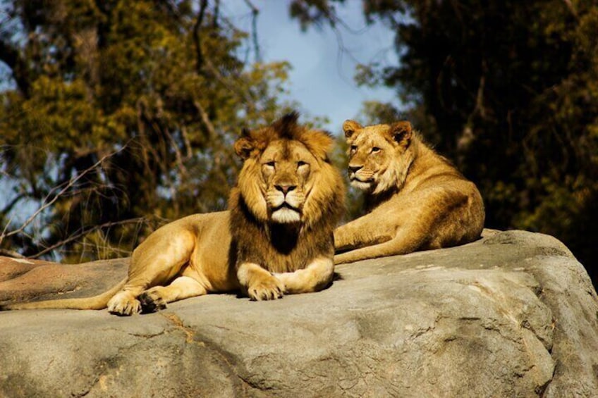 Lions seated on a rock