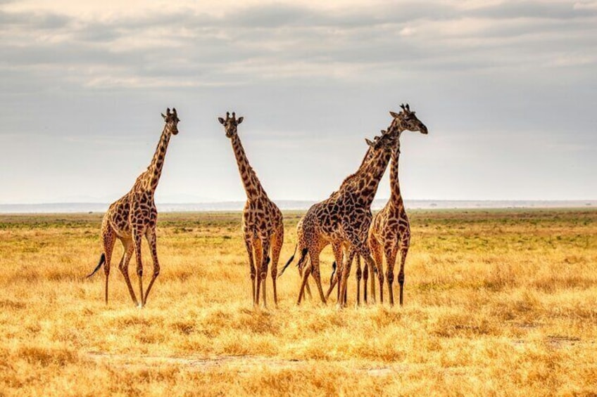 Giraffe in the African savannah