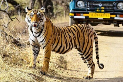 Day Trip from Jaipur to Ranthambore Tiger Reserve with Safari