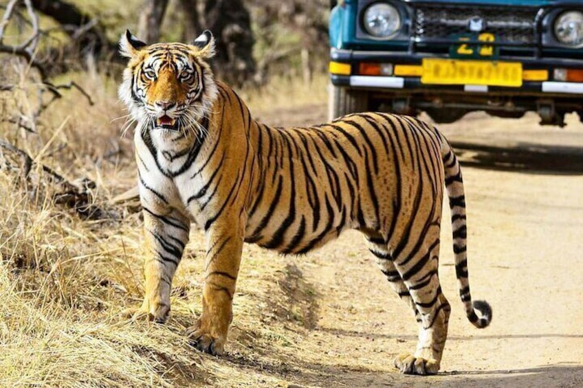 Tiger Sighting at Ranthambore