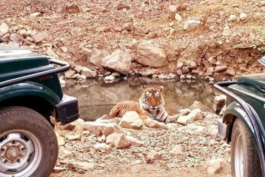 Tiger Sighting at Ranthambore 