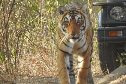 Day Trip from Jaipur to Ranthambore Tiger Reserve with Safari