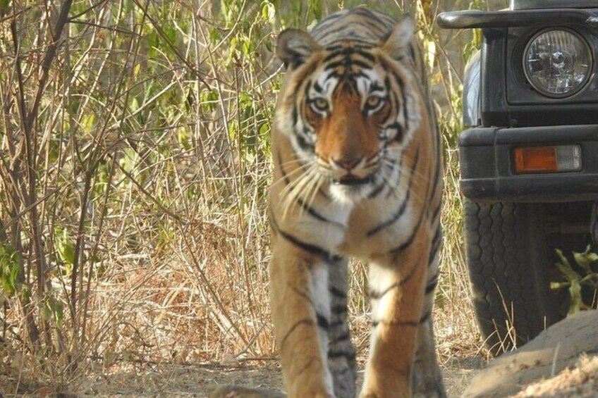 Ranthambore Tiger Sighting 