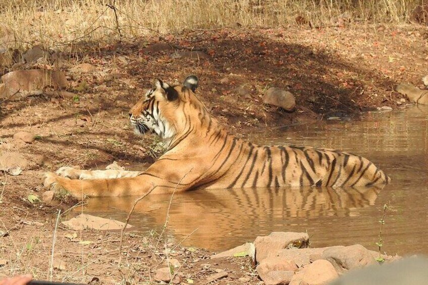 Tiger at Ranthambore