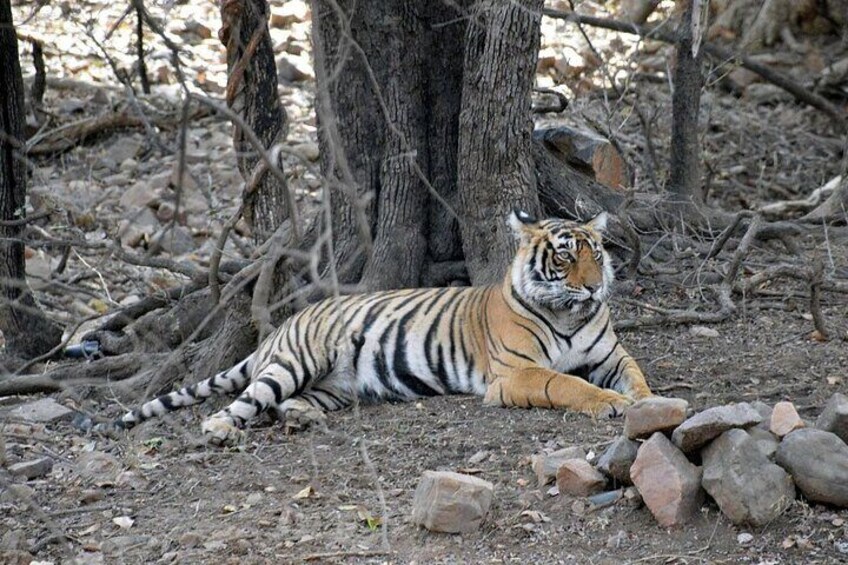 Tiger Reserve in Ranthambore