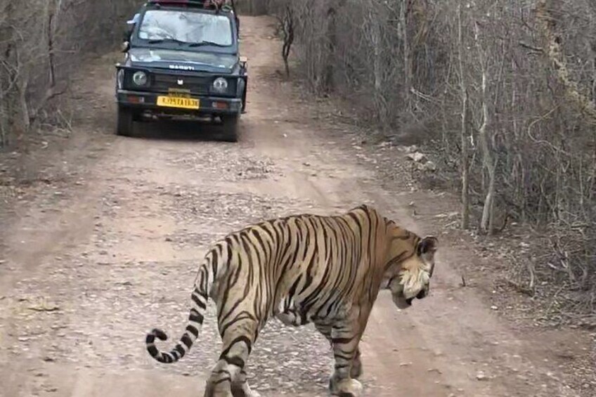 Jeep Safari at Ranthambore