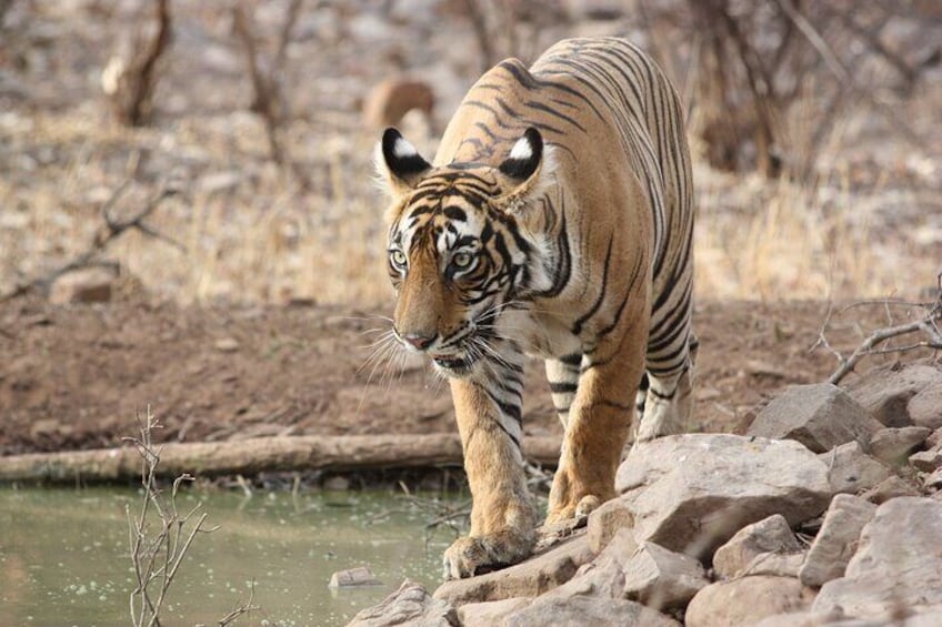 Ranthambore Tour