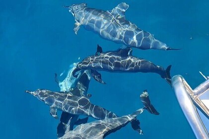 Private sunrise Dolphin with Le Havanah Boat