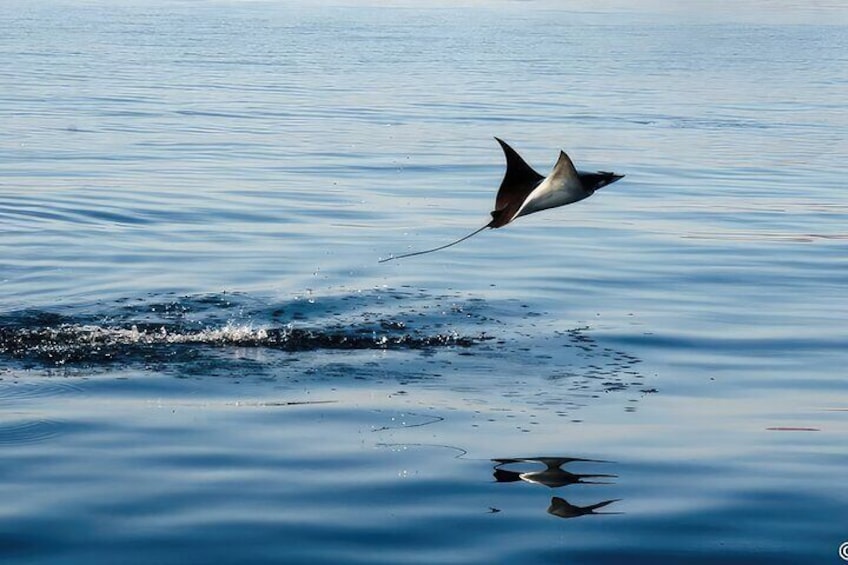 La Ventana Ocean Safari Private Activity