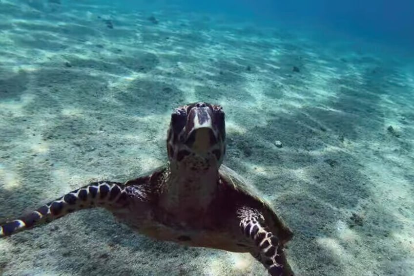 La Ventana Ocean Safari Private Activity