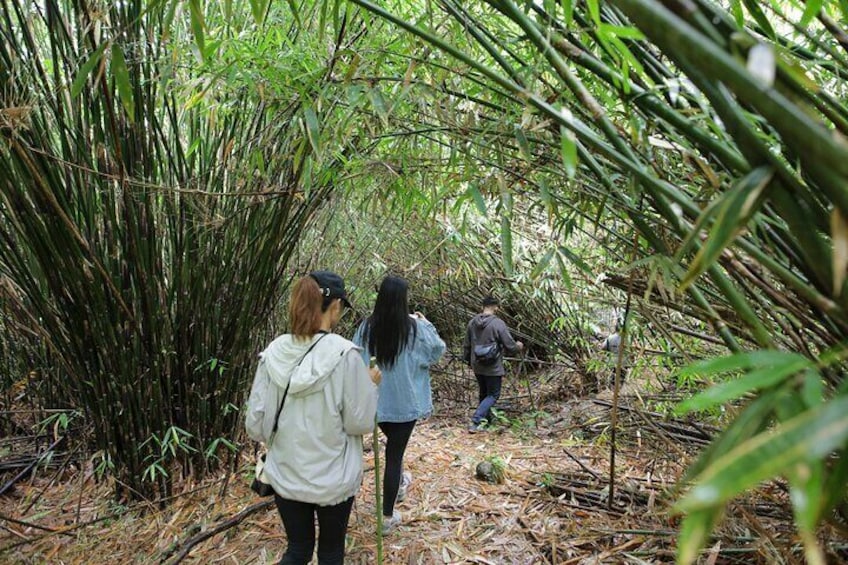 LEYTE-Mahagnao Lake Tanguile Trail and Forest Bathing