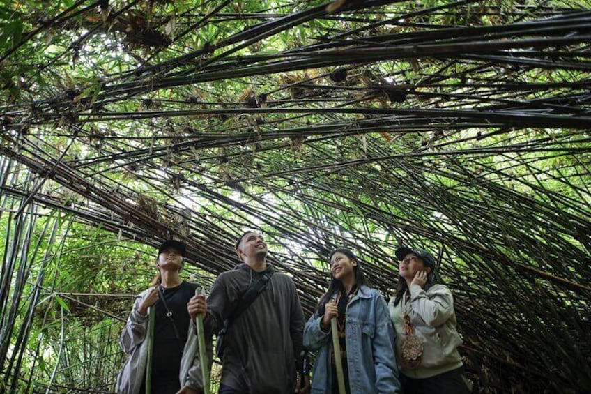 LEYTE-Mahagnao Lake Tanguile Trail and Forest Bathing