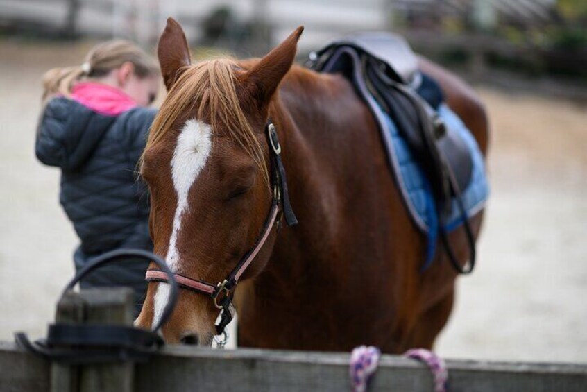 1-Hour Small-Group Horseback Riding Guided Activity from Ljubljana