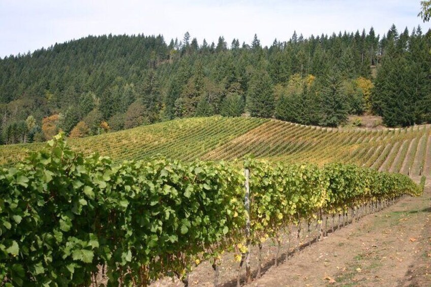 From Portland Private Willamette Valley Wine Tour