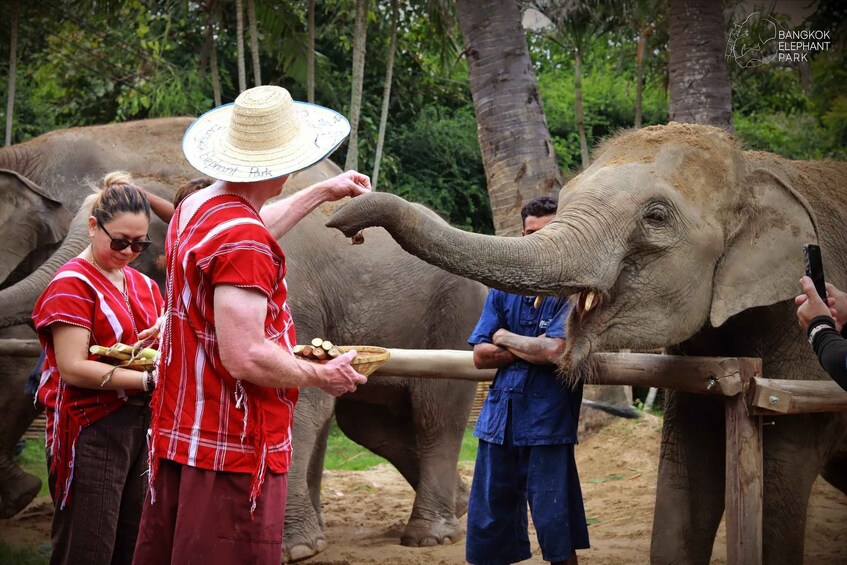 Bangkok Elephant Park: Half-Day Elephant Care