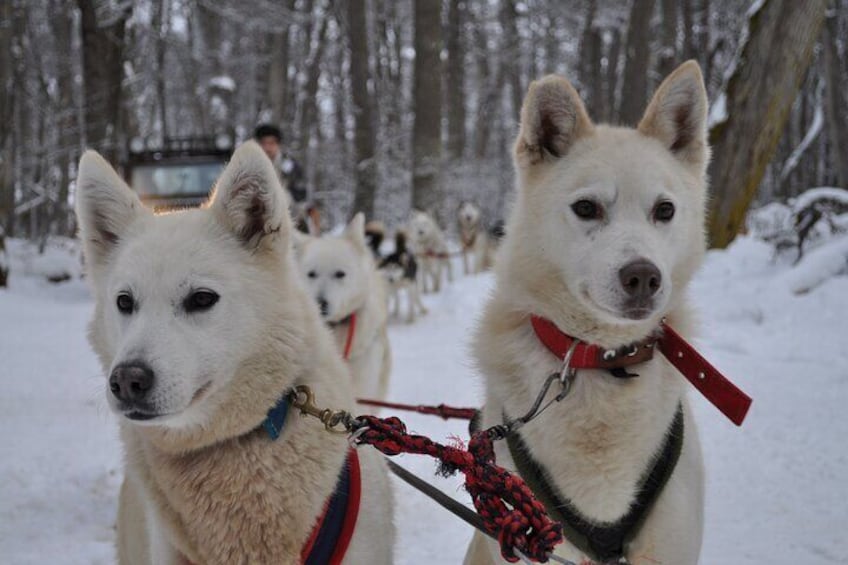 White Adventure in Ushuaia