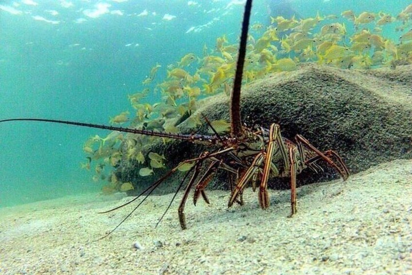 3 Stop Snorkel Hopping & Beach in Roatan