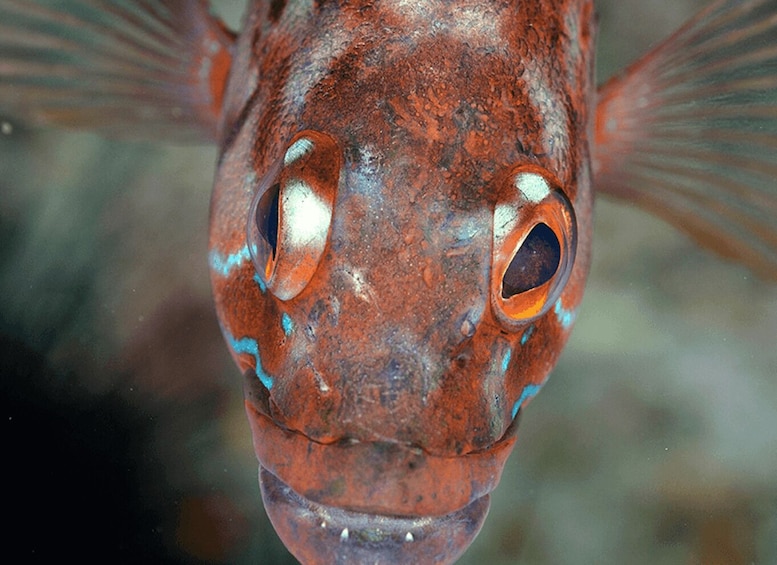 Picture 5 for Activity Funchal: Garajau national park - certified divers