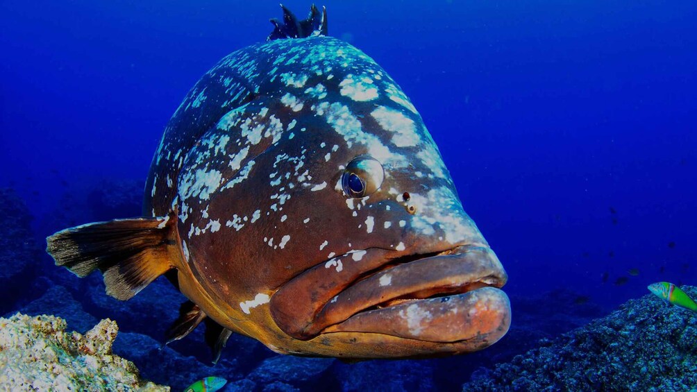 Picture 6 for Activity Funchal: Garajau national park - certified divers