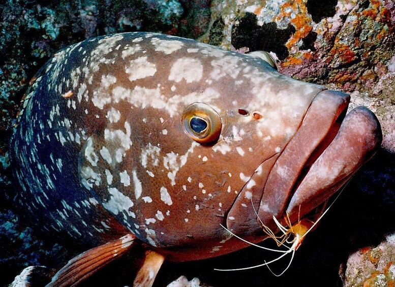 Funchal: Garajau national park - certified divers