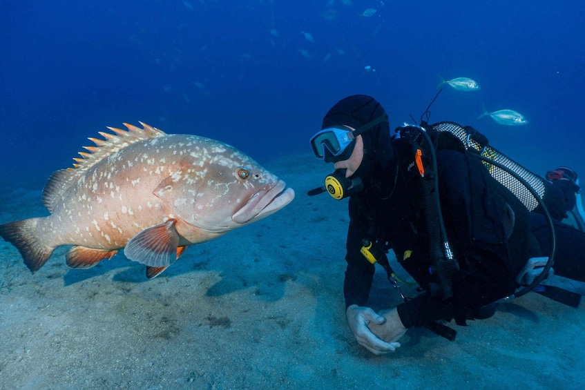 Picture 1 for Activity Funchal: Garajau national park - certified divers