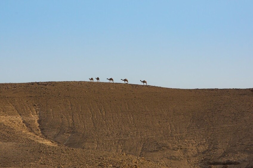 Masada, Ein Gedi, Dead Sea, & More Tour