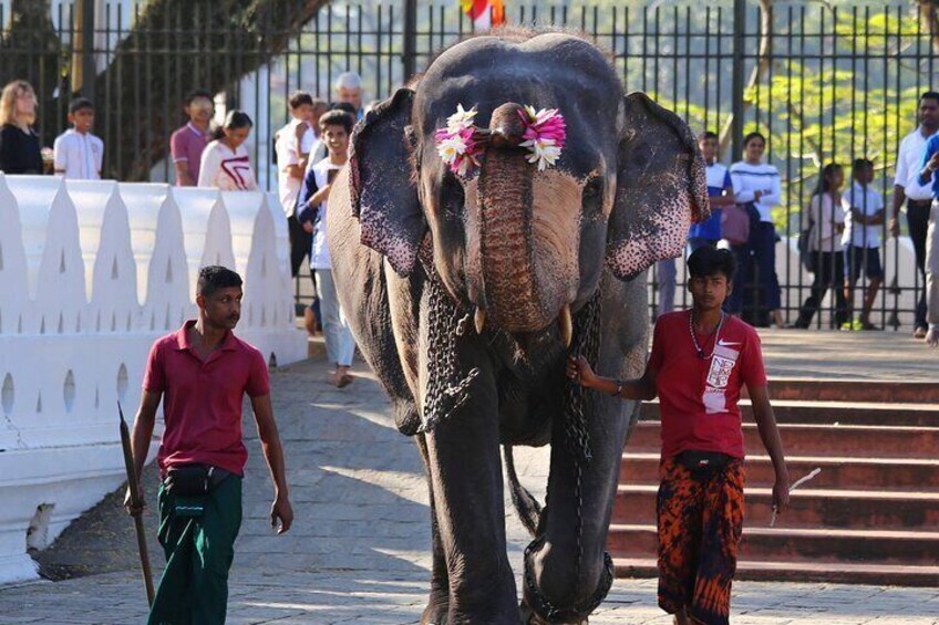 Day Tour in Kandy from Kalutara in a Luxury Car 