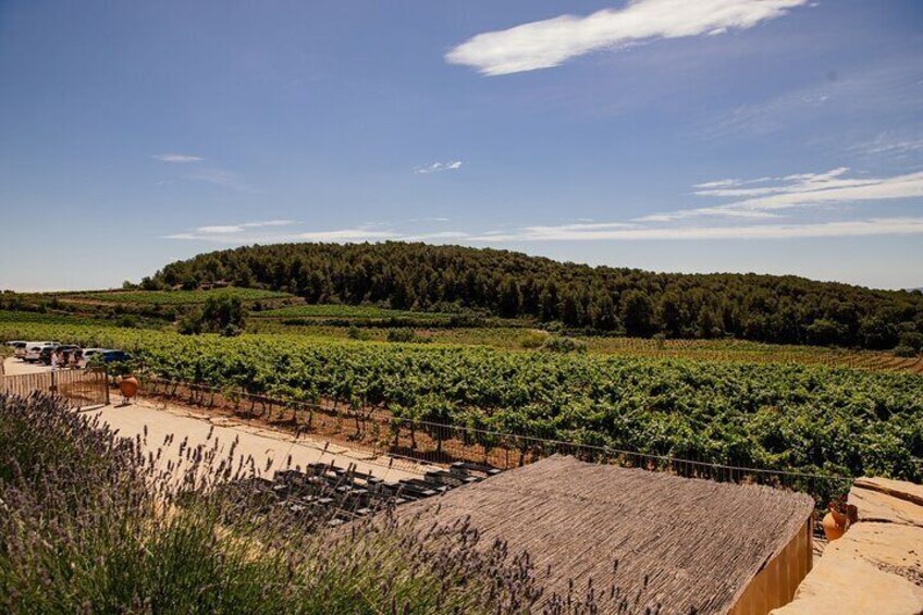 Barcelona Penedès Horseback Riding with 2 Wine Tastings and Tapas