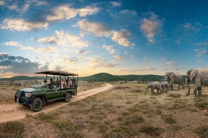 Half Day Hluhluwe Imfolozi Game Reserve from Richards Bay Safari
