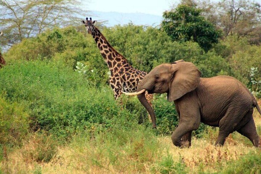 Half Day Hluhluwe Imfolozi Game Reserve from Richards Bay Safari