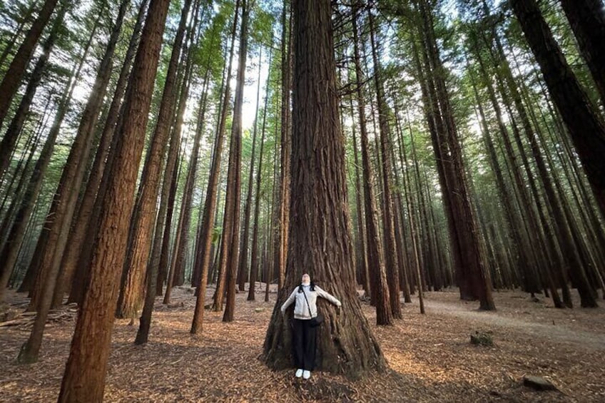 Redwoods Treewalk