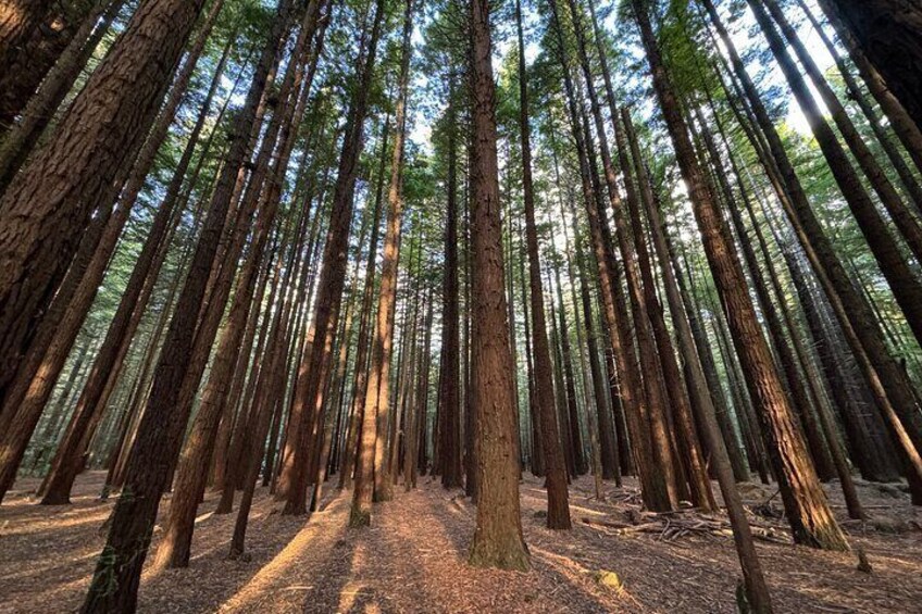 Redwoods Treewalk