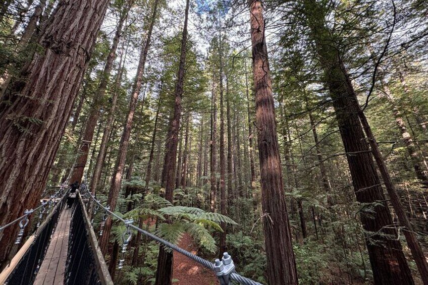 Redwoods Treewalk