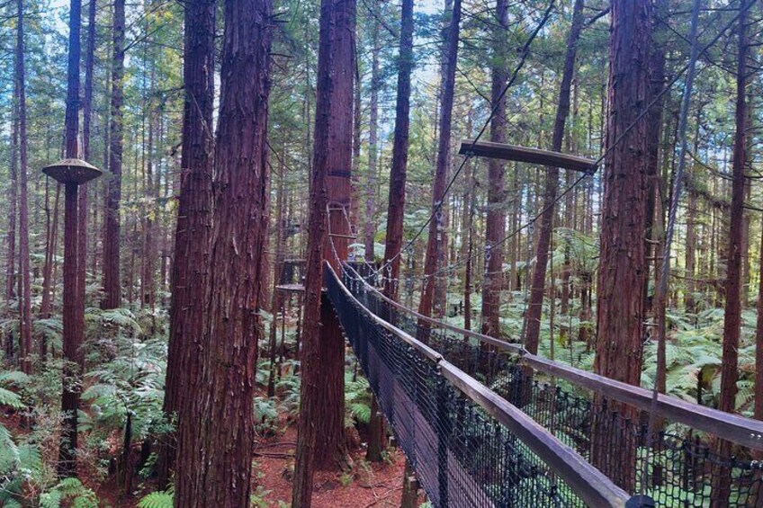 Redwoods Treewalk