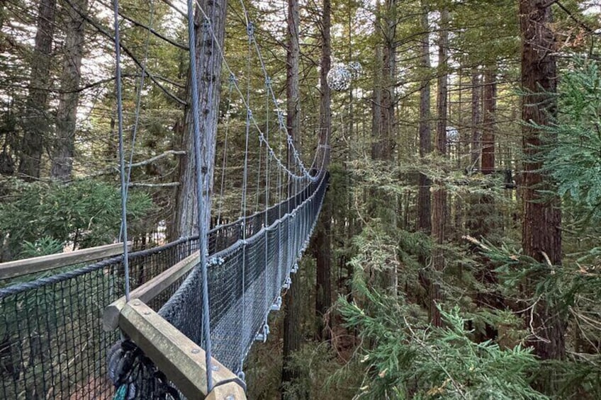 Redwoods Treewalk