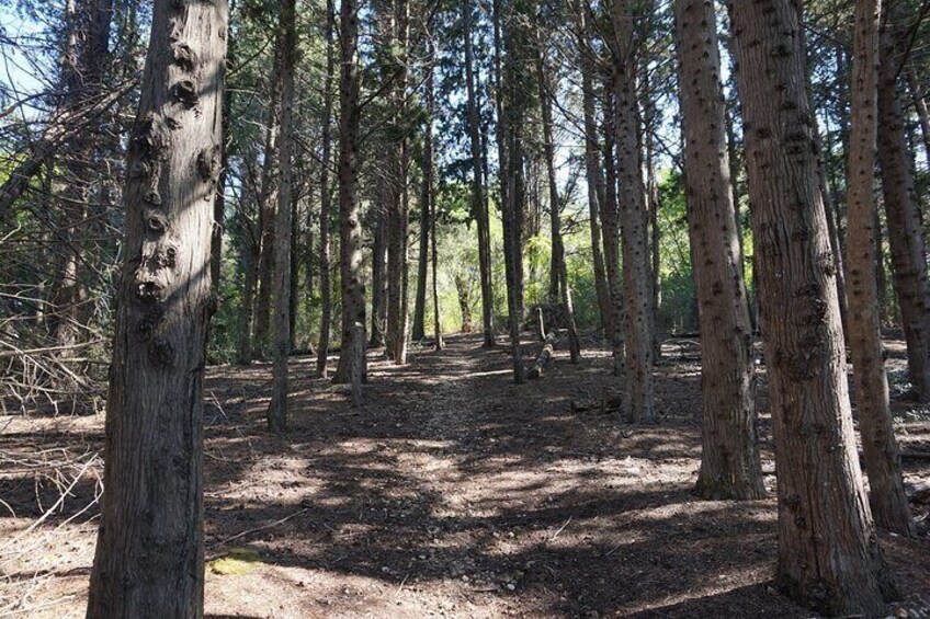 Walk through the pine forest