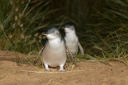 Brighton Bathing Box and Phillip Island Day Tour in Melbourne