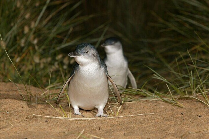 Brighton Bathing Box and Phillip Island Day Tour in Melbourne 