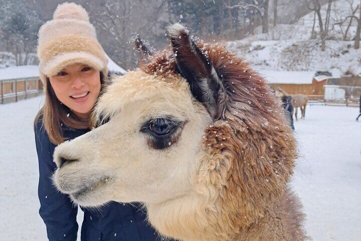 Eobi Ice Valley & Nami Island & Alpaca World & Morning Calm