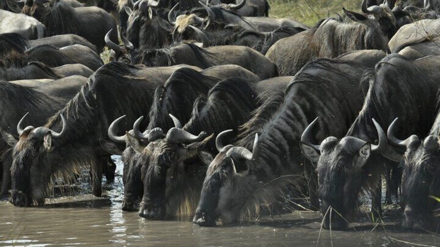 3 Days Boating Lake victoria,Saanane Island Hiking and Serengeti