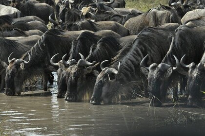 3 Days Boating Lake victoria,Saanane Island Hiking and Serengeti