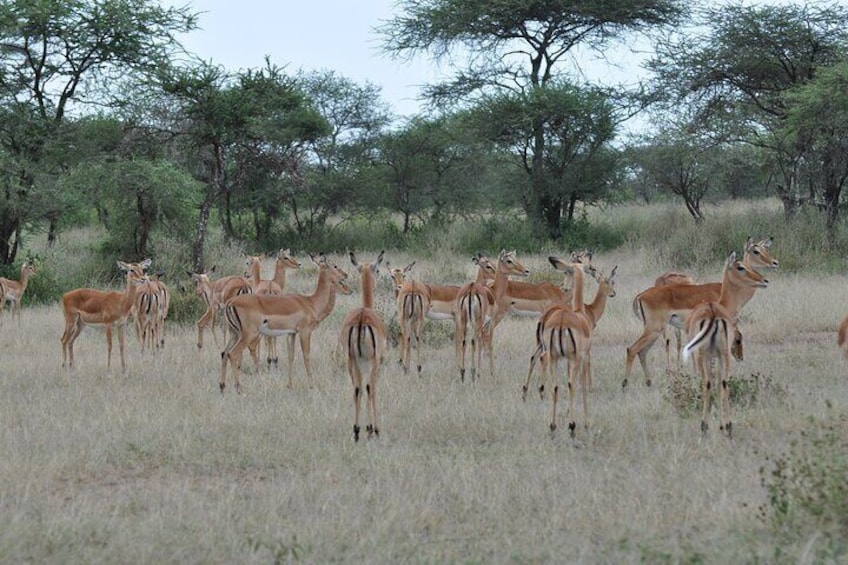 3 Days Boating Lake victoria,Saanane Island Hiking and Serengeti 