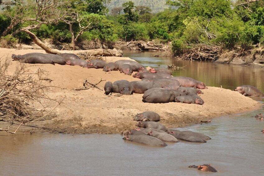 3 Days Boating Lake victoria,Saanane Island Hiking and Serengeti 