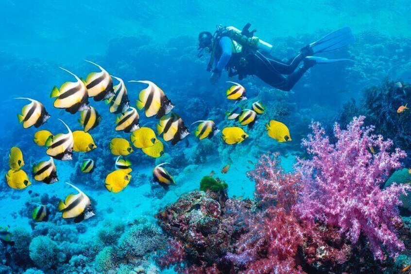 Maldives Underwater Tour in a Submarine